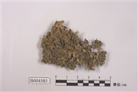 藏品(鐵色鱗葉衣)的圖片